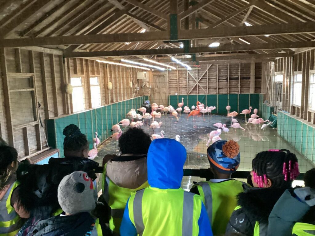 Pupils visit Slimbridge Wetland Centre